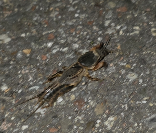 European Mole Cricket