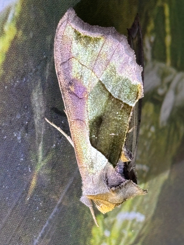 Hologram Moth