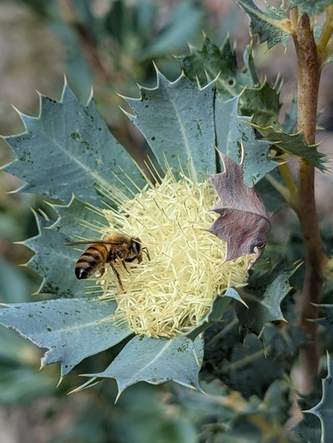 Parrot Bush