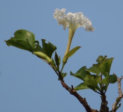 Dolichandrone falcata
