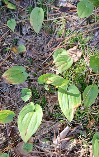 Maianthemum bifolium, photograph 3