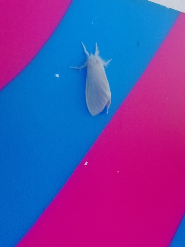 Swan Moth