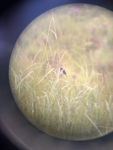 African Stonechat