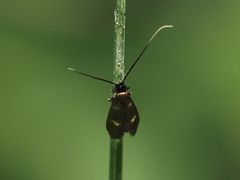 Cauchas fibulella
