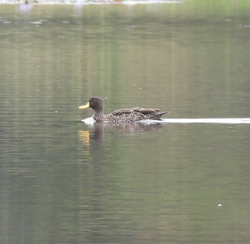 Yellow-billed Duck