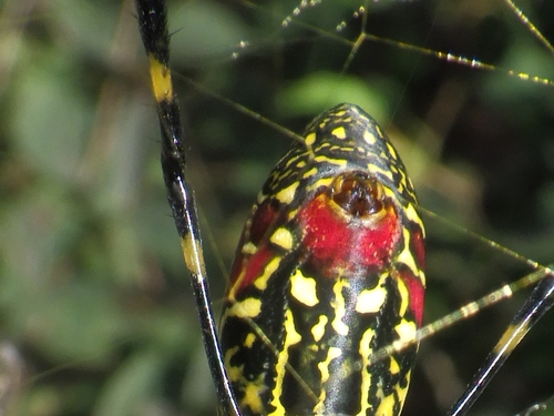 Joro Spider