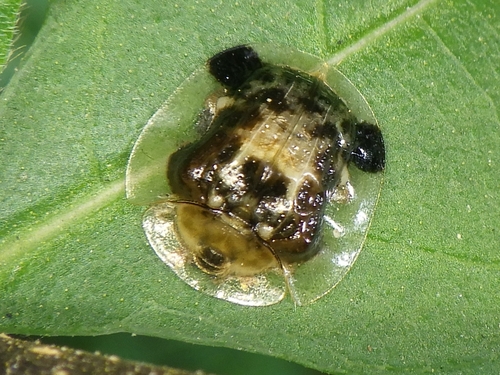 Thlaspida biramosa