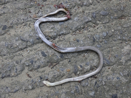 Steppe Ratsnake