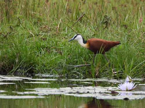 African Jacana