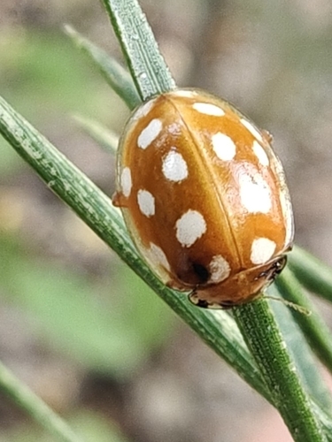 Orange Ladybird