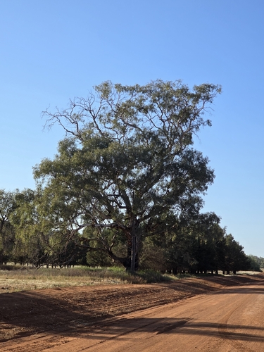 Eucalyptus intertexta observed 2026-09-23
