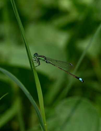 Common Bluetail