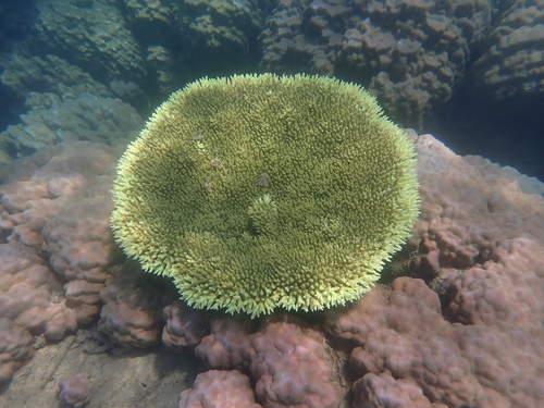 Acropora hyacinthus observed 2026-09-22