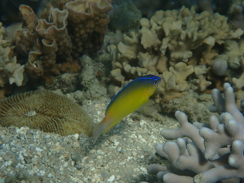 Pomacentrus simsiang observed 2026-09-22