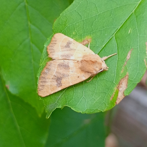 Centre-barred Sallow