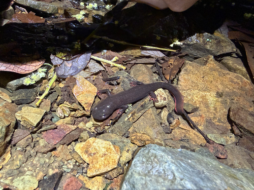 Fei's Stout Newt