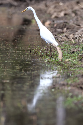 Great Egret