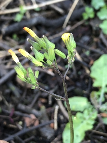 Youngia japonica, photograph 4