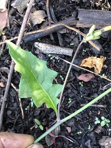 Youngia japonica, photograph 5