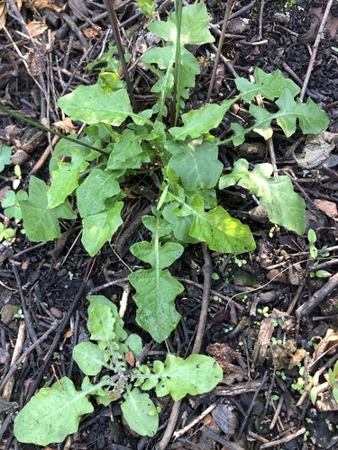 Youngia japonica, photograph 6