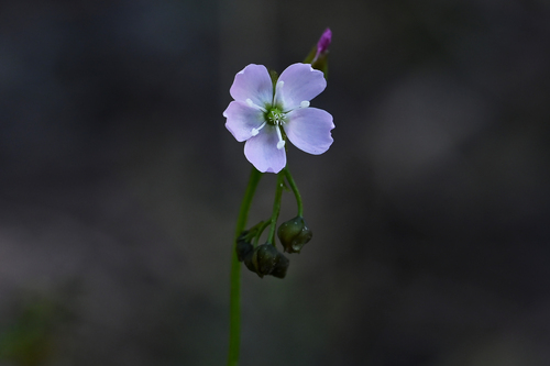 Tall sundew