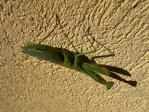 European Mantis