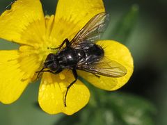 Rhinomorinia sarcophagina