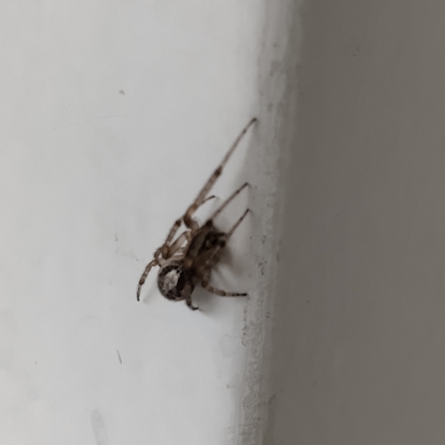 Silver-sided Sector Spider