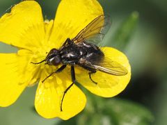 Rhinomorinia sarcophagina