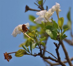 Dolichandrone falcata