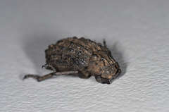 Omorgus australasiae