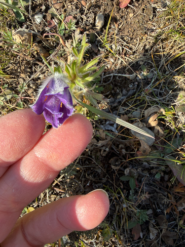Pulsatilla ambigua