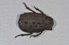 Omorgus australasiae