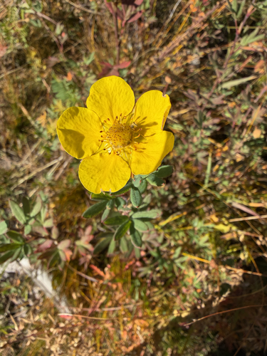 shrubby cinquefoil