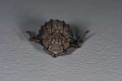 Omorgus australasiae