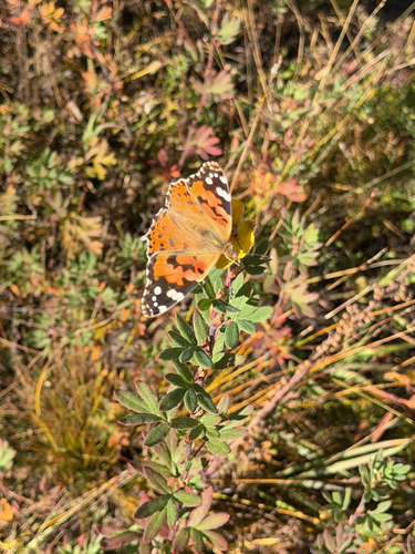 Painted Lady
