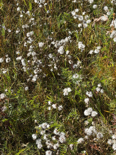Common Cottongrass