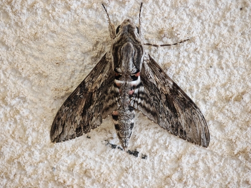 Convolvulus Hawkmoth