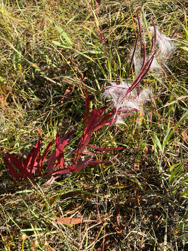 fireweed