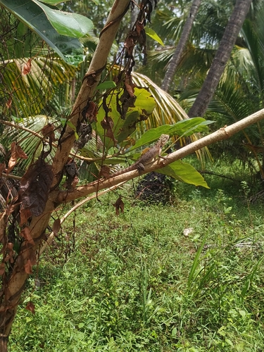 Indian Garden Lizard