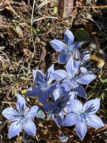 blue feltwort