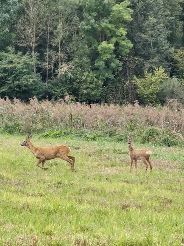 Western Roe Deer