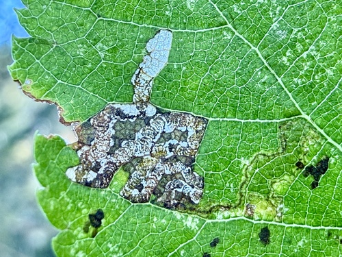 Lime Pigmy