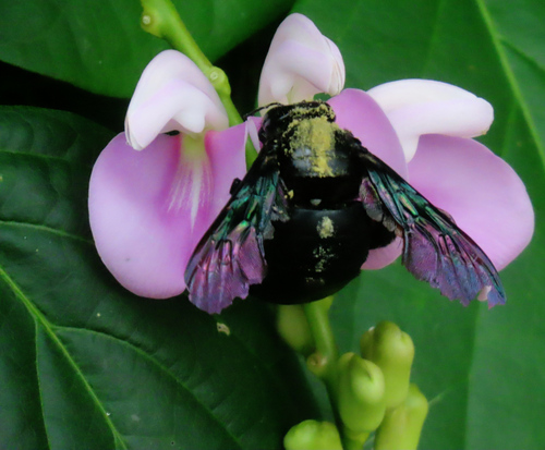 Broad-handed Carpenter Bee