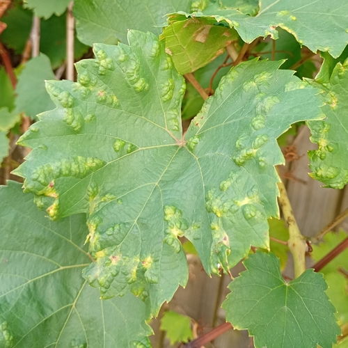 Grape Erineum Mite