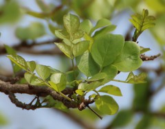 Dolichandrone falcata