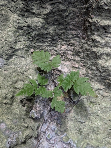 Tectaria membranacea observed 2026-09-23
