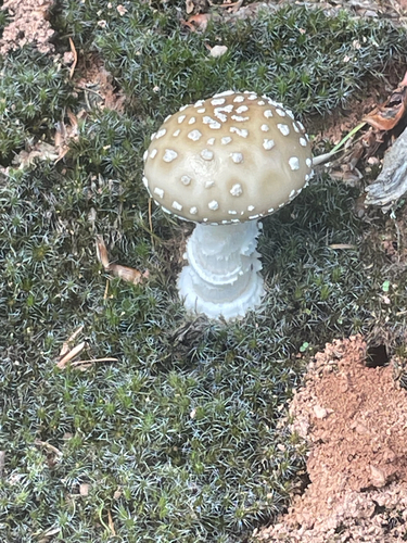 Amanita pantherina — (c) fernium, some rights reserved (CC BY)