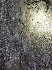 Trimorphodon lyrophanes