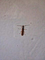 Rhagonycha lignosa